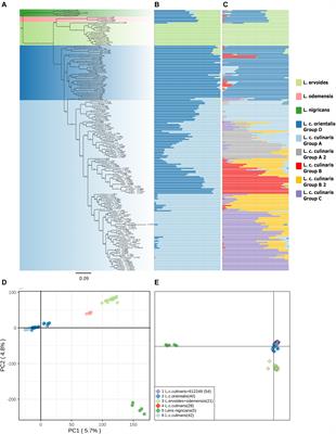 The History of Lentil (Lens culinaris subsp. culinaris) Domestication and Spread as Revealed by Genotyping-by-Sequencing of Wild and Landrace Accessions